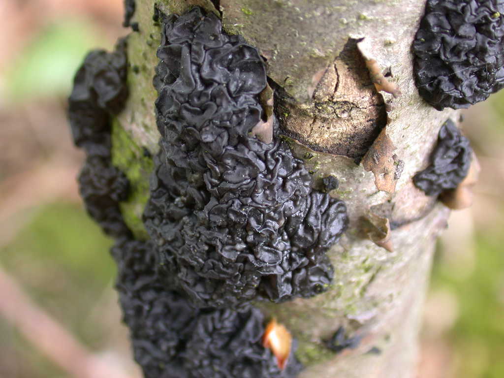 Gelatinoso....(cfr. Exidia glandulosa)